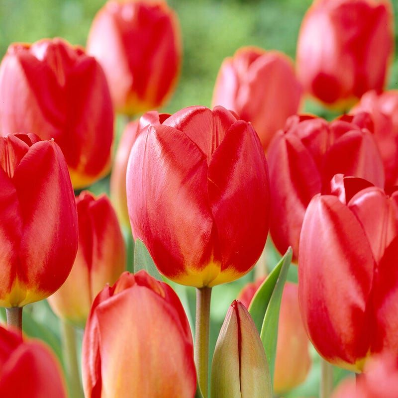 Wisconsin Bulb Mistakes Create Late or Failed Color
