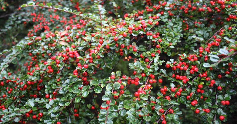 Wisconsin Cotoneaster (Cotoneaster spp.)