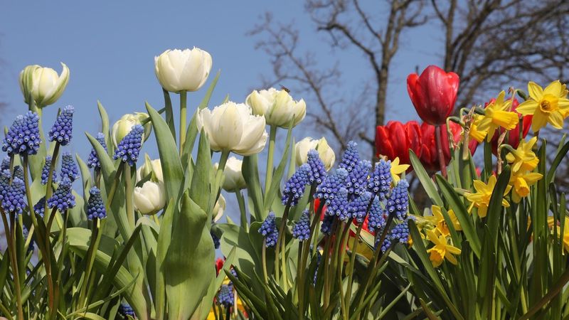 Wisconsin Gardeners Can Plant for an Honest Early Reward