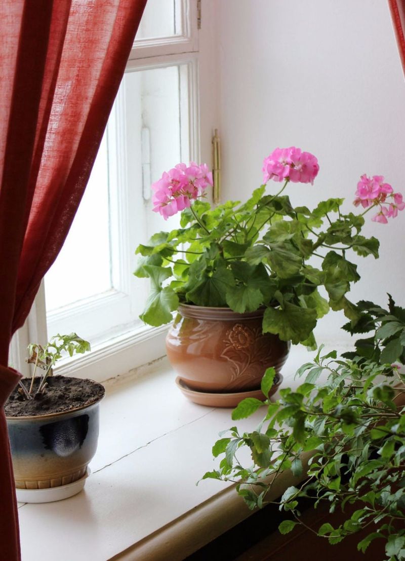 Wisconsin Gardeners Have Two Space-Saving Alternatives