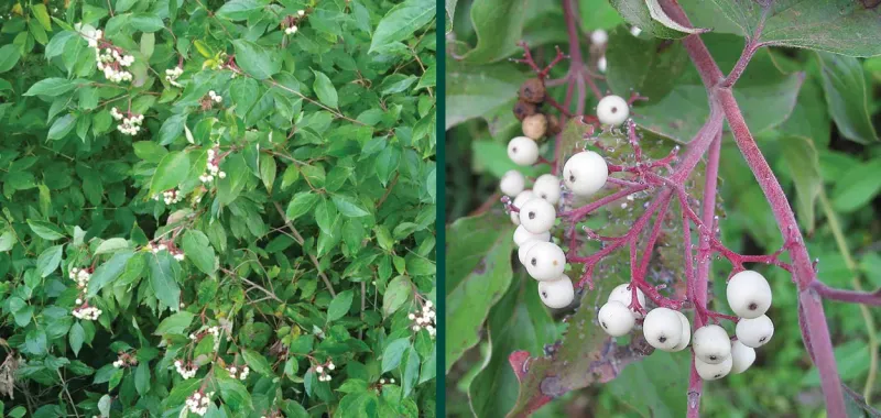 Wisconsin Gray Dogwood (Cornus racemosa)