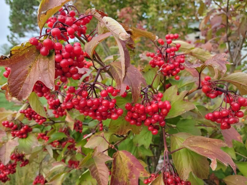 Wisconsin Highbush Cranberry (Viburnum trilobum)
