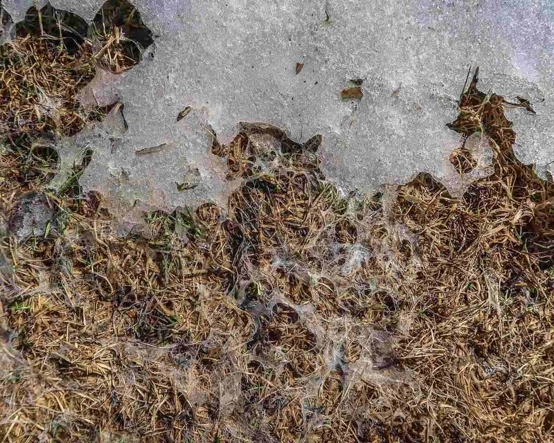 Wisconsin Lawns Need a Different Plan in Shade, Disease and Snow-Mold Risk Wisconsin Lawns Need a Different Plan in Shade, Disease and Snow-Mold Risk