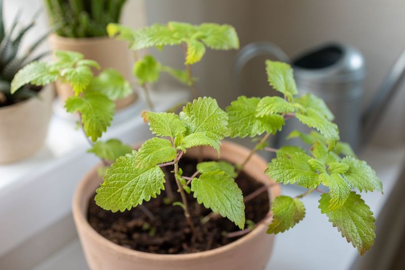 Wisconsin Lemon Balm for Bright, Indirect Exposure Wisconsin Lemon Balm for Bright, Indirect Exposure