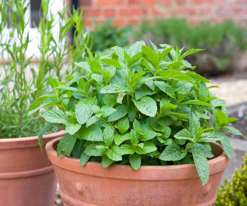 Wisconsin Mint for Indirect Light Wisconsin Mint for Indirect Light