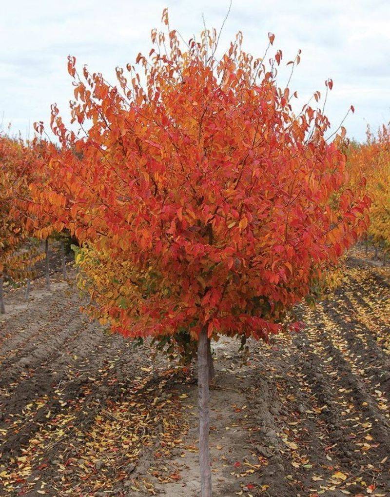 Wisconsin Musclewood