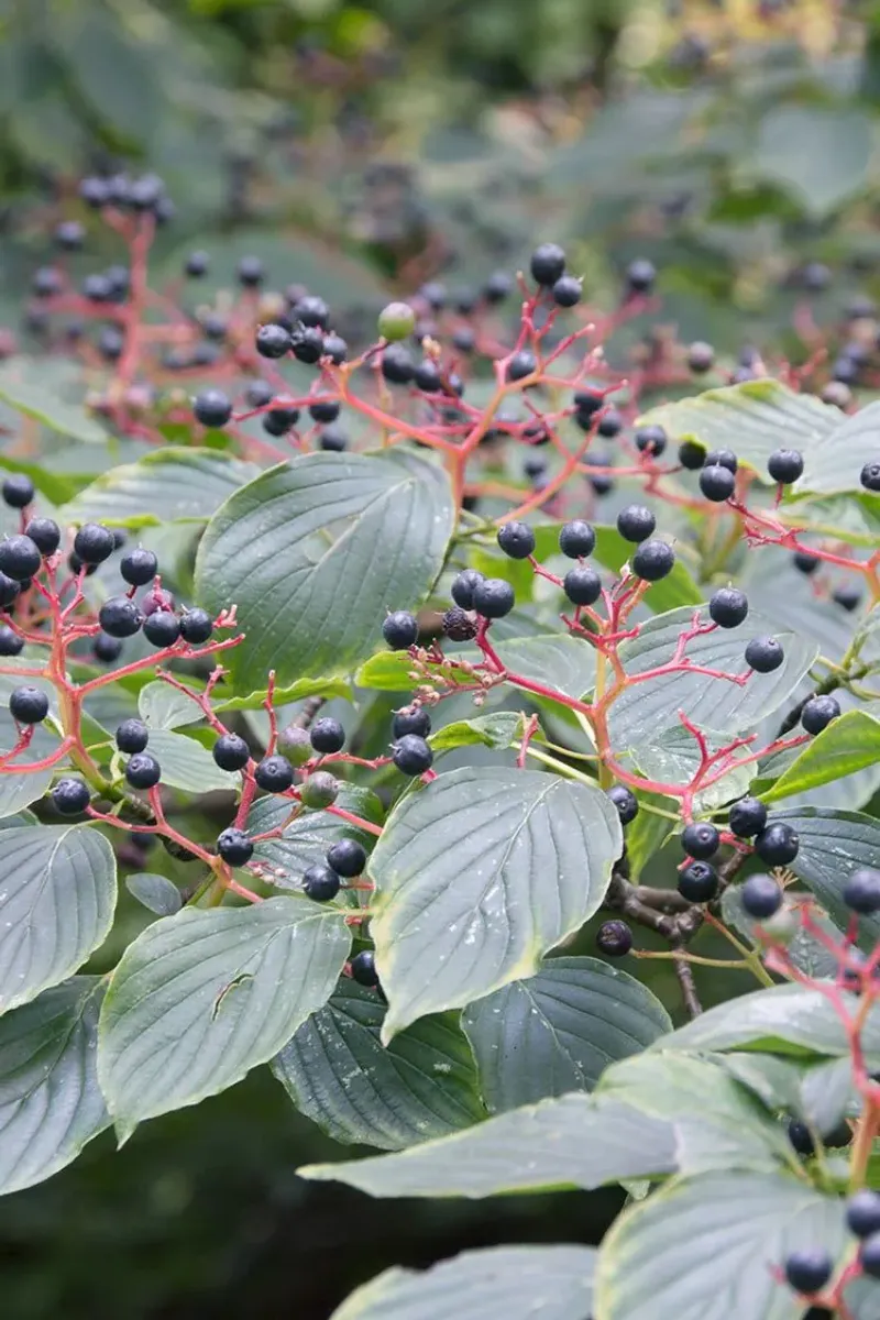 Wisconsin Pagoda Dogwood (Cornus alternifolia)