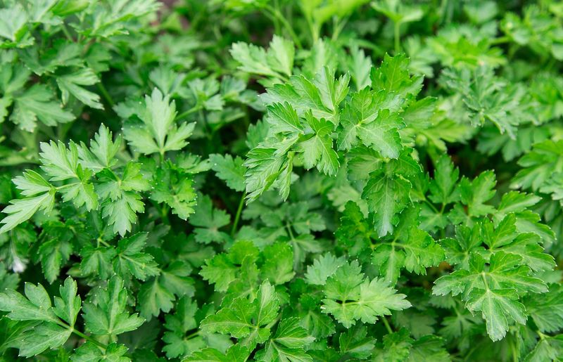Wisconsin Parsley for Part-Shade Wisconsin Parsley for Part-Shade