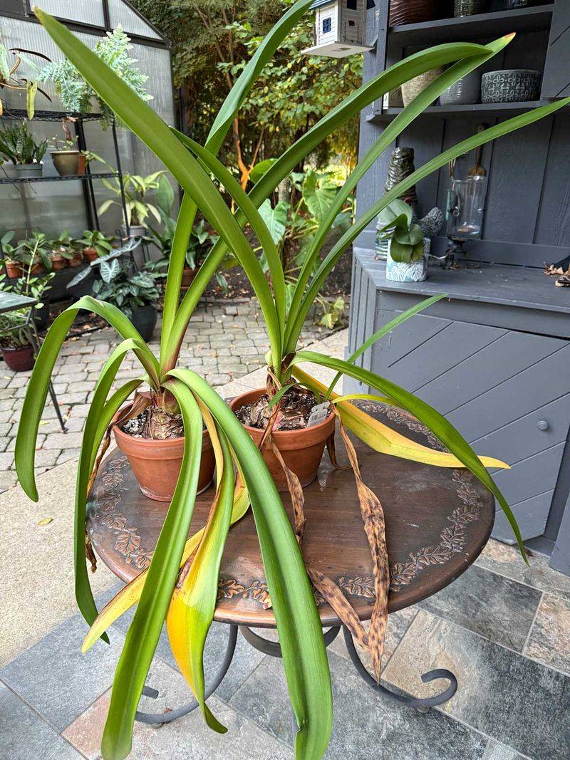 Wisconsin Problems That Can End Reblooming