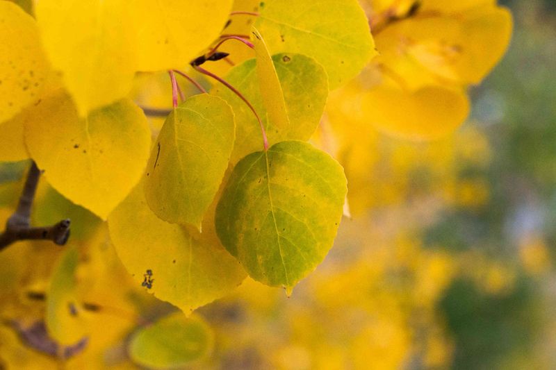 Wisconsin Quaking Aspen