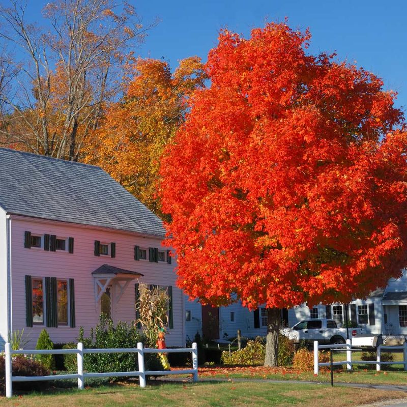 Wisconsin Red Maple