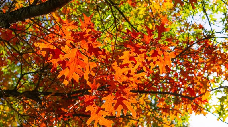 Wisconsin Red Oak
