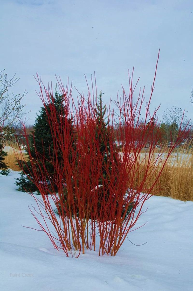 Wisconsin Red Osier Dogwood (Cornus sericea)