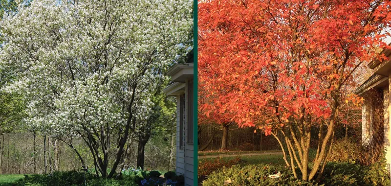 Wisconsin Serviceberry