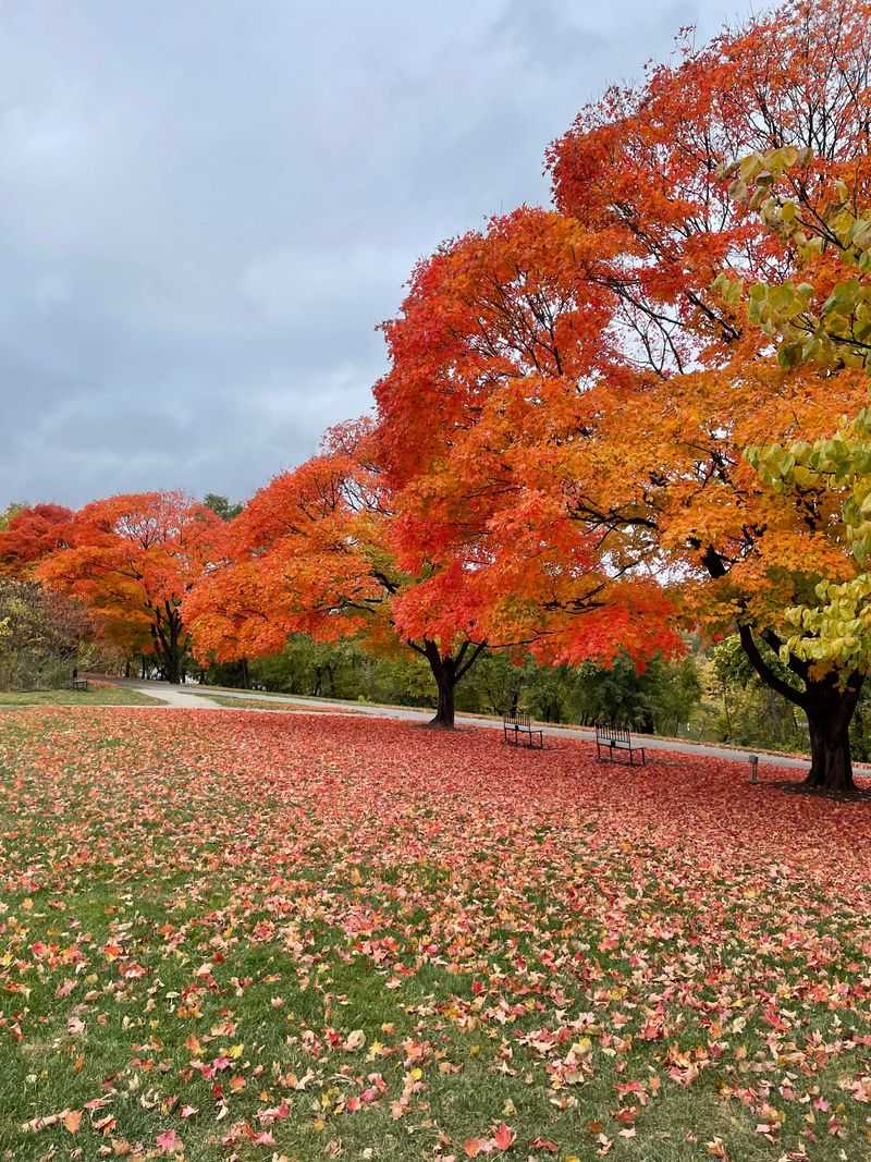 Wisconsin Sugar Maple
