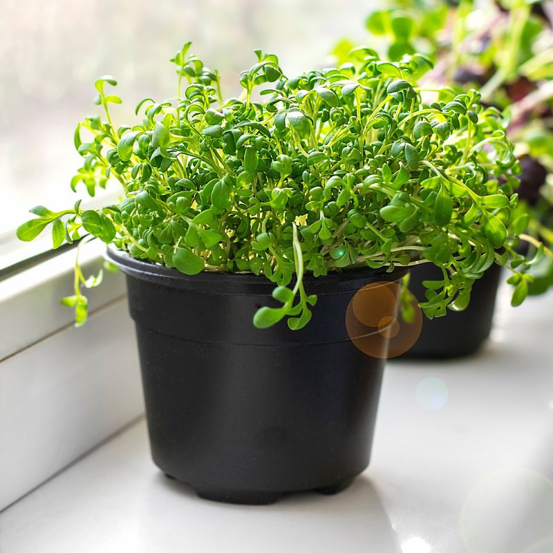 Wisconsin Watercress for Indoor Growing Wisconsin Watercress for Indoor Growing