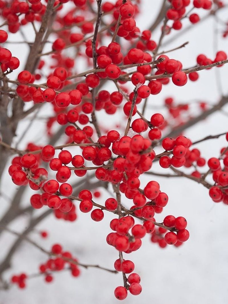 Wisconsin Winterberry (Ilex verticillata)