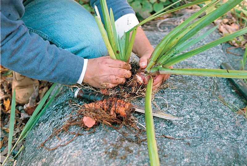 Wisconsin hosta divisions need viable eyes, roots, and clean tools Wisconsin hosta divisions need viable eyes, roots, and clean tools