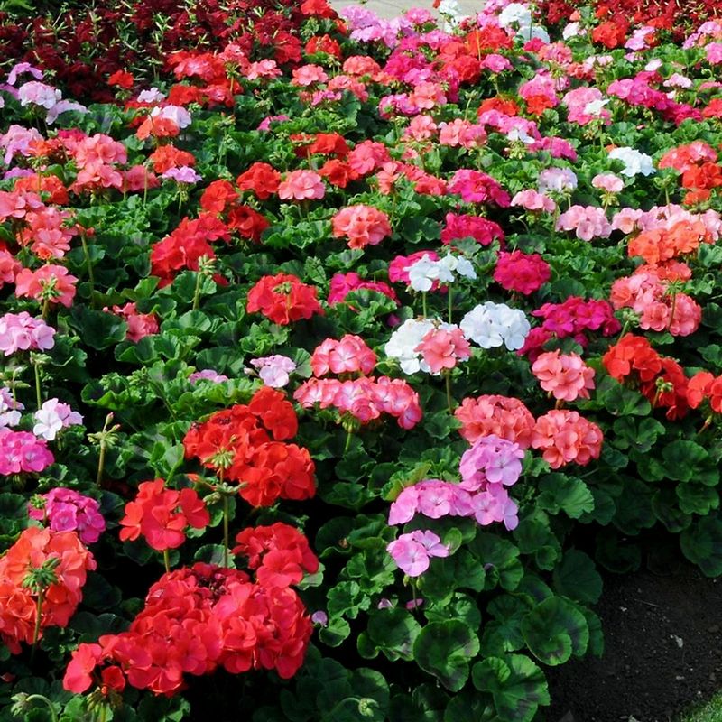 Wisconsin’s “Geranium” May Be a Pelargonium