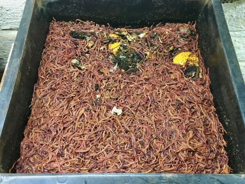 Wisconsin’s basic bin needs the right worms and containment Wisconsin’s basic bin needs the right worms and containment