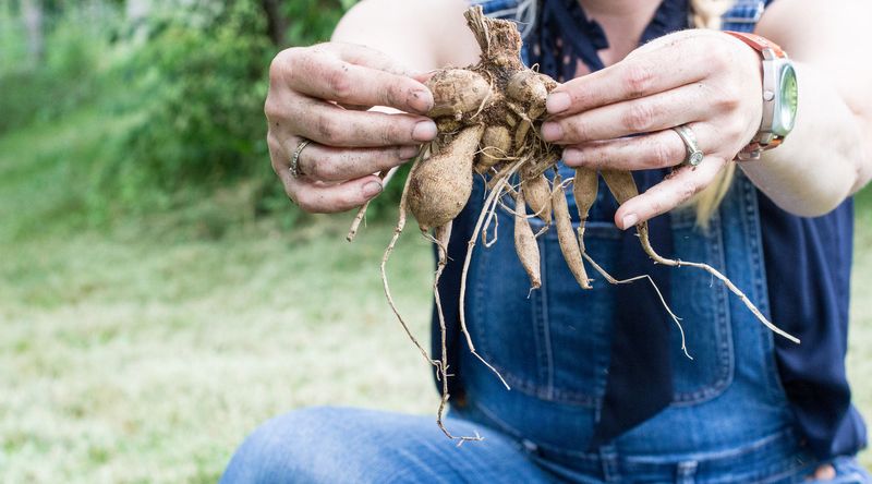 Wisconsin’s “tender bulbs” are tubers, rhizomes, and corms Wisconsin’s “tender bulbs” are tubers, rhizomes, and corms