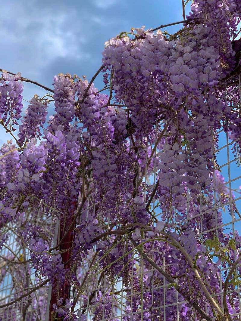 Wisteria Has Serious Muscle Behind Those Blooms