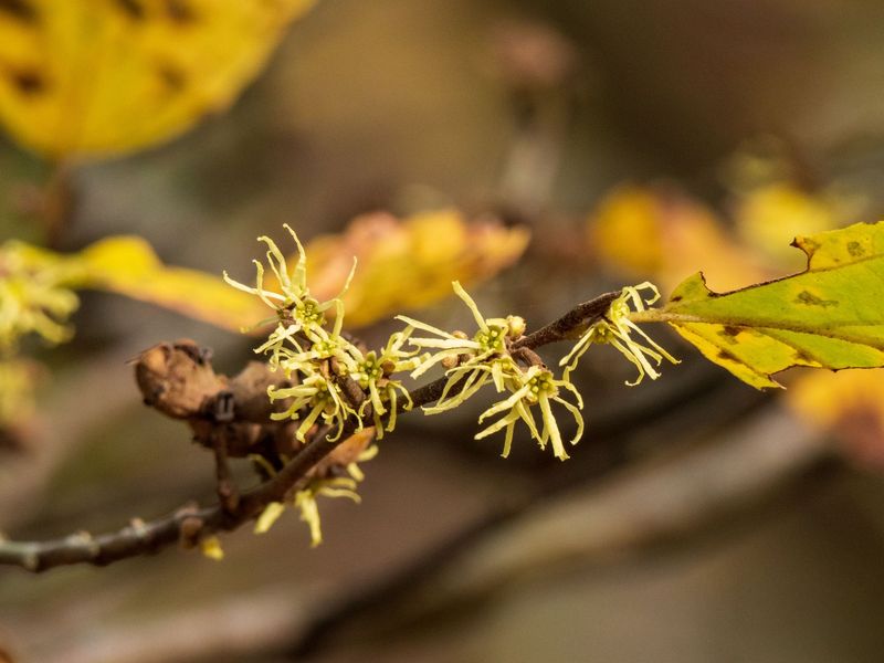 Witch Hazel Opens Its Yellow Flowers During Fall Witch Hazel Opens Its Yellow Flowers During Fall
