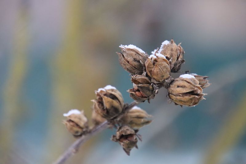 Witch Hazel Seed Pods And Their Big Pop Witch Hazel Seed Pods And Their Big Pop