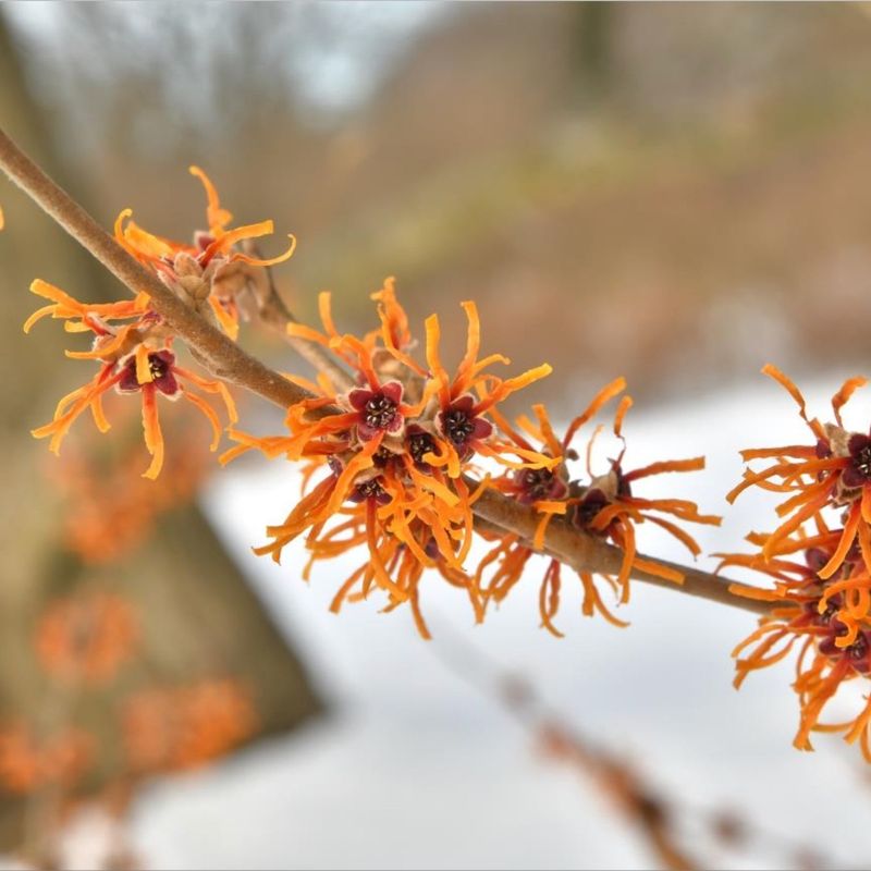 Witch Hazel