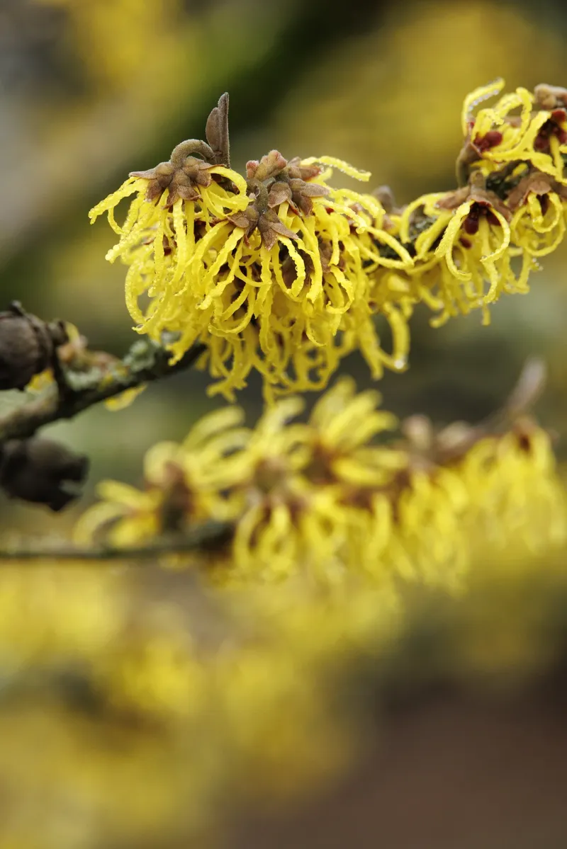 Witch Hazel