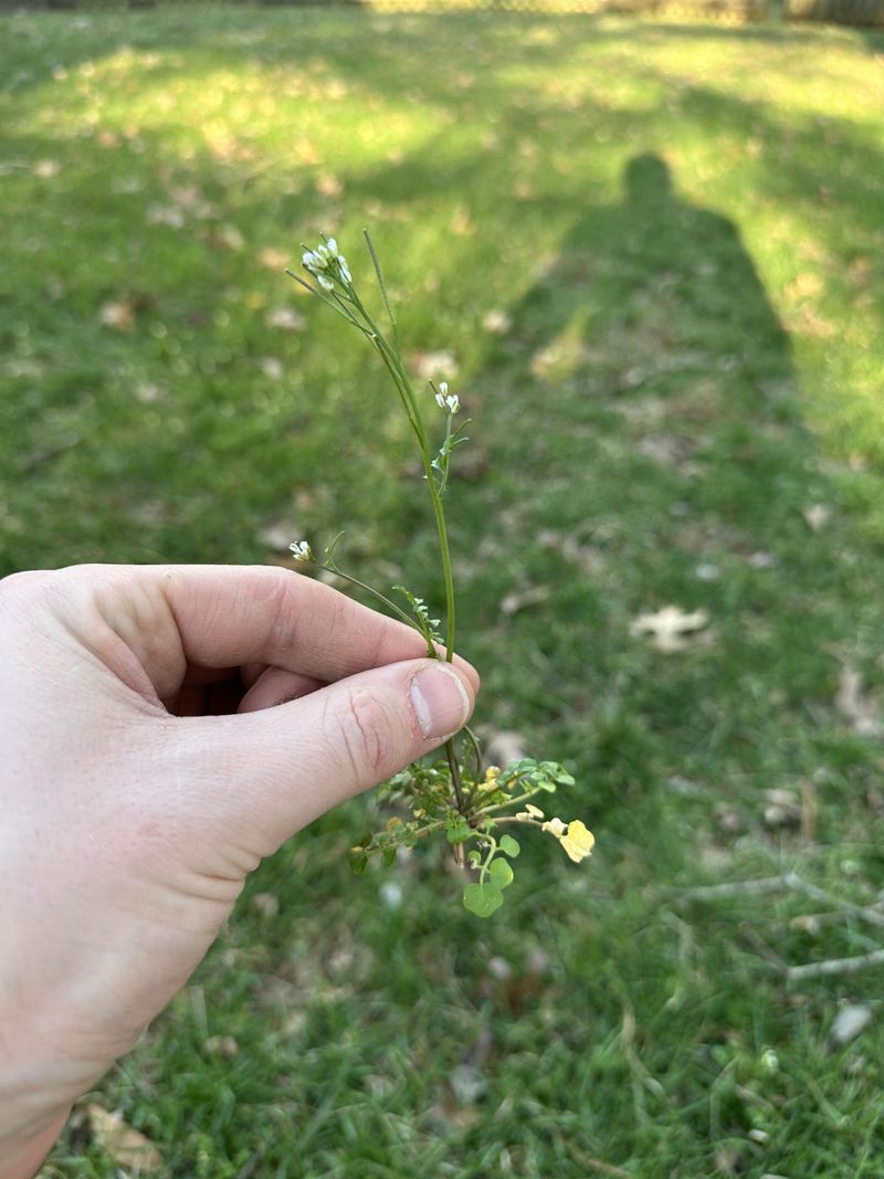 With Soil Still Moist, Plants Are Easier To Pull With Soil Still Moist, Plants Are Easier To Pull