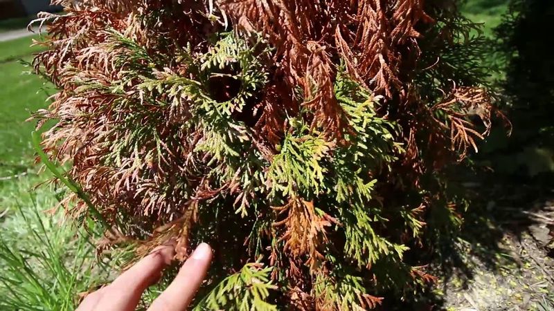Withered Branch Tips Should Not Stay Hidden In The Shrub Withered Branch Tips Should Not Stay Hidden In The Shrub
