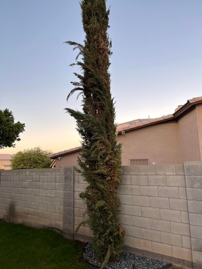 Withered Branches Increase Available Fuel
