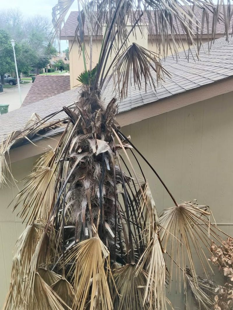 Withered Fronds Are Different From Healthy Growth Withered Fronds Are Different From Healthy Growth
