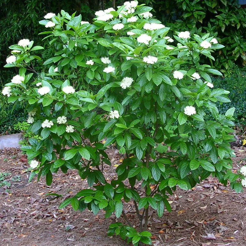 Witherod Viburnum For Glossy Leaves And Blue Berries Witherod Viburnum For Glossy Leaves And Blue Berries