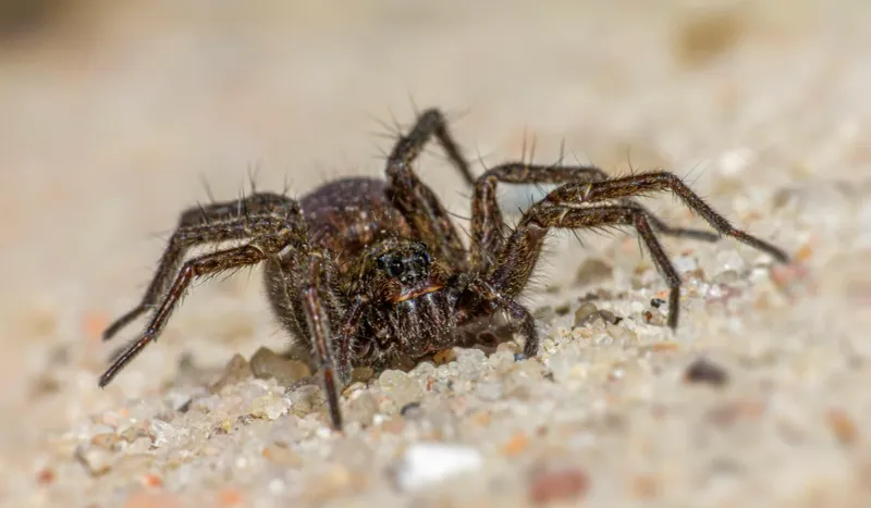 Wolf Spiders Usually Follow Their Prey Indoors Wolf Spiders Usually Follow Their Prey Indoors