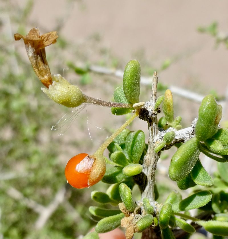 Wolfberry Wolfberry