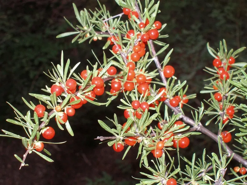 Wolfberry (Lycium spp.)
