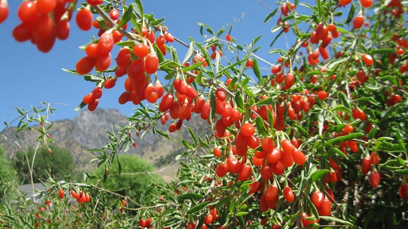 Wolfberry