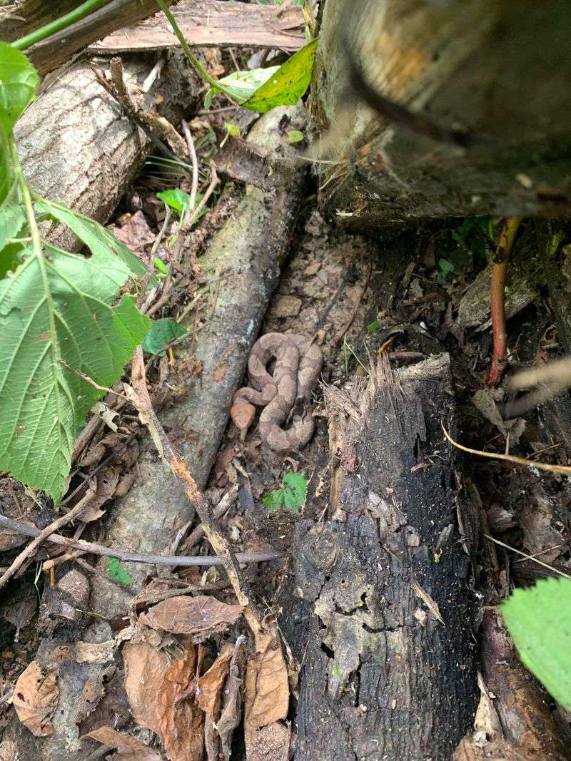 Wood Piles In Your Backyard Give Snakes Dark Hiding Spots Wood Piles In Your Backyard Give Snakes Dark Hiding Spots