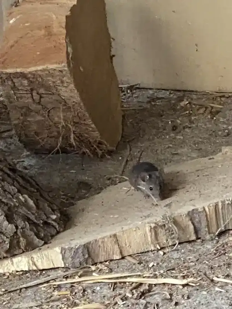 Wood Piles Near Mulch Attract More Activity