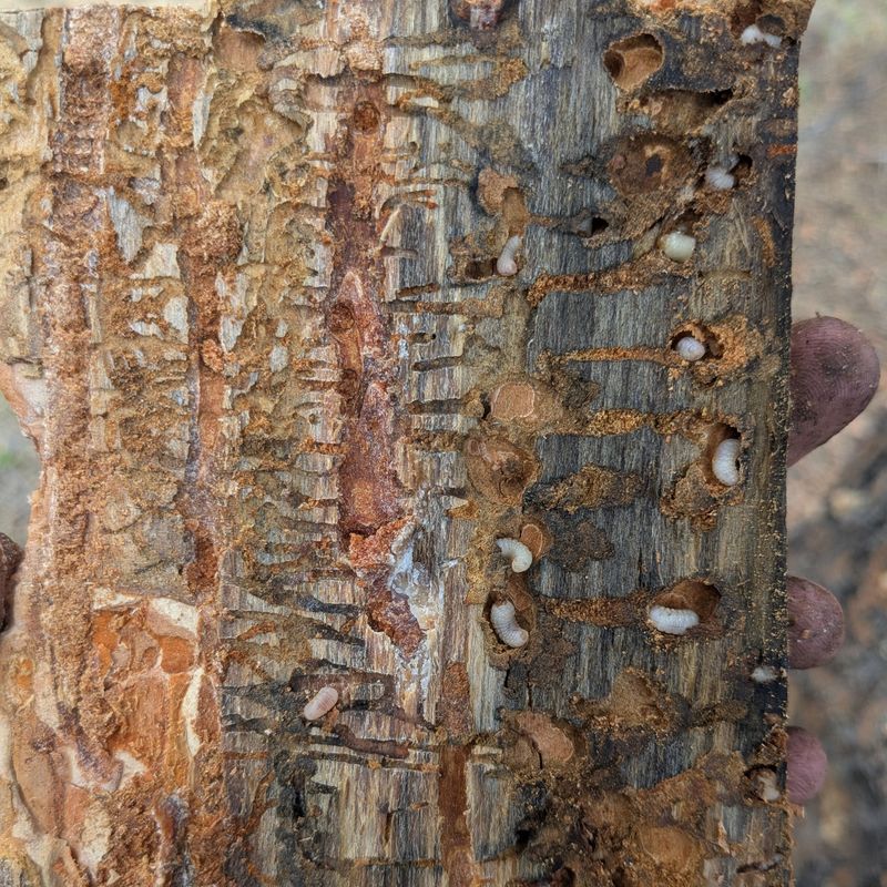 Wood Shavings That Signal Insects Inside The Trunk