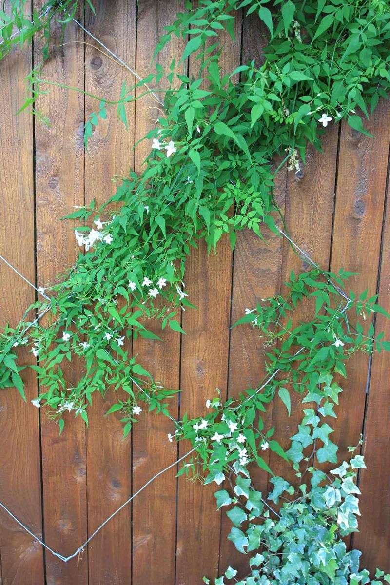 Wood Suits Light Ornamental Climbers Well Wood Suits Light Ornamental Climbers Well