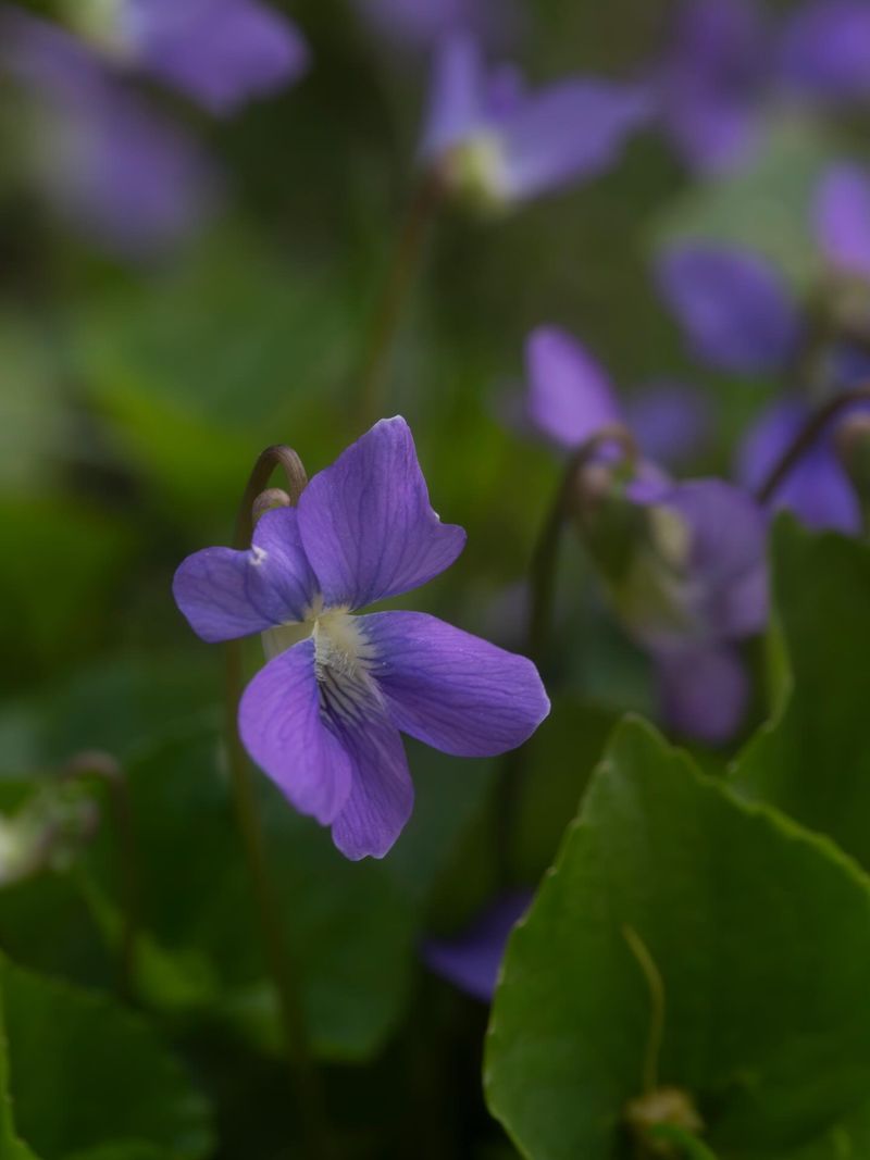 Wood Violet (Viola Sororia) Wood Violet (Viola Sororia)