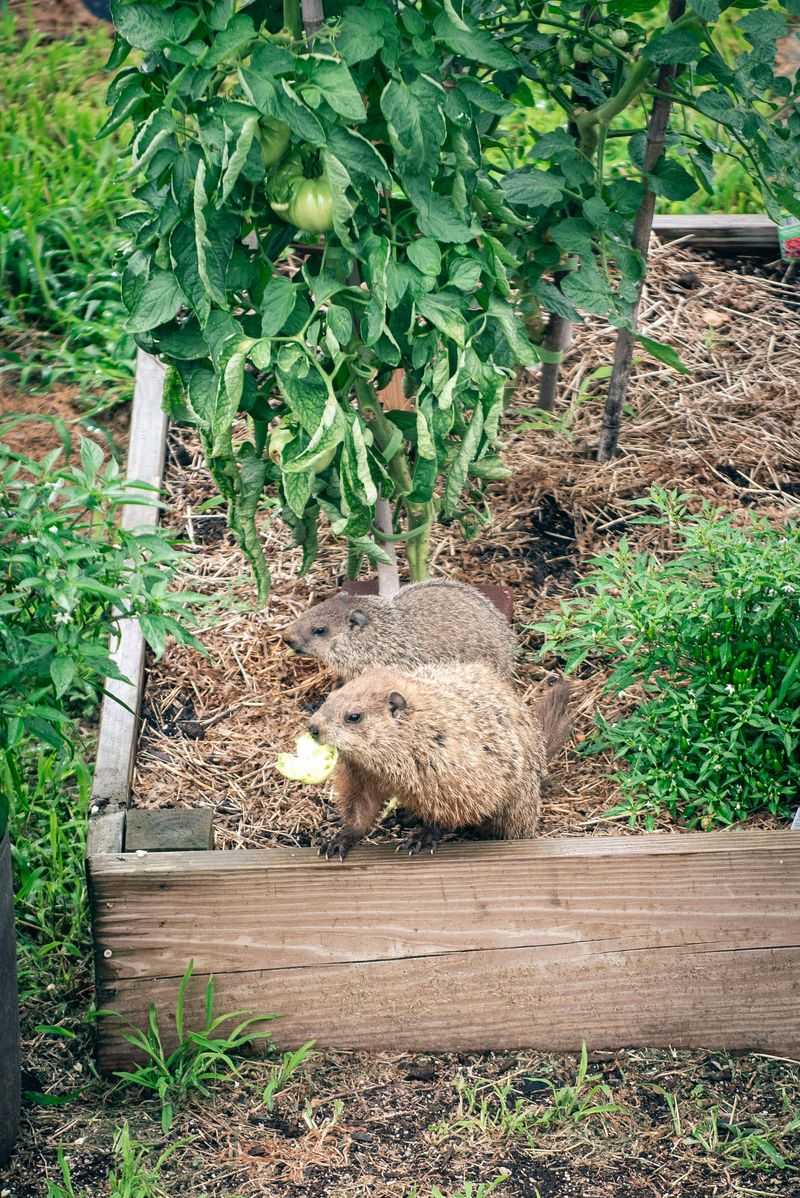 Woodchucks Can Damage Garden Plants Woodchucks Can Damage Garden Plants