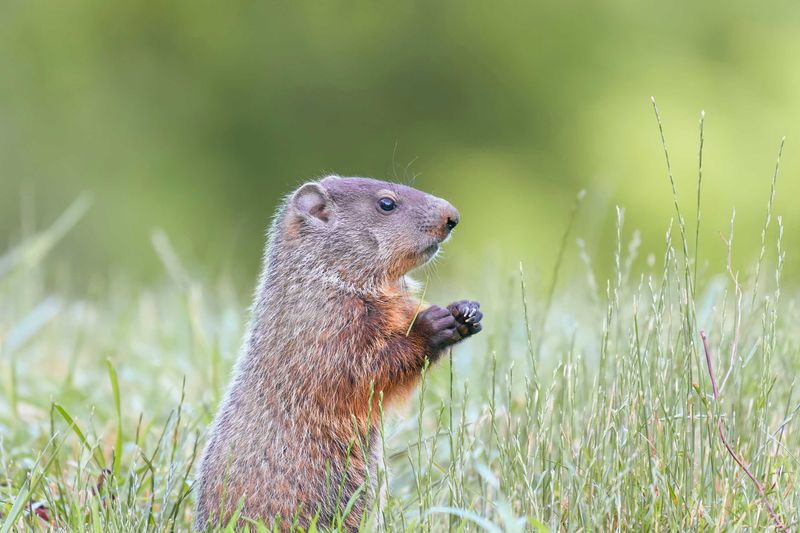 Woodchucks Preparing For Winter