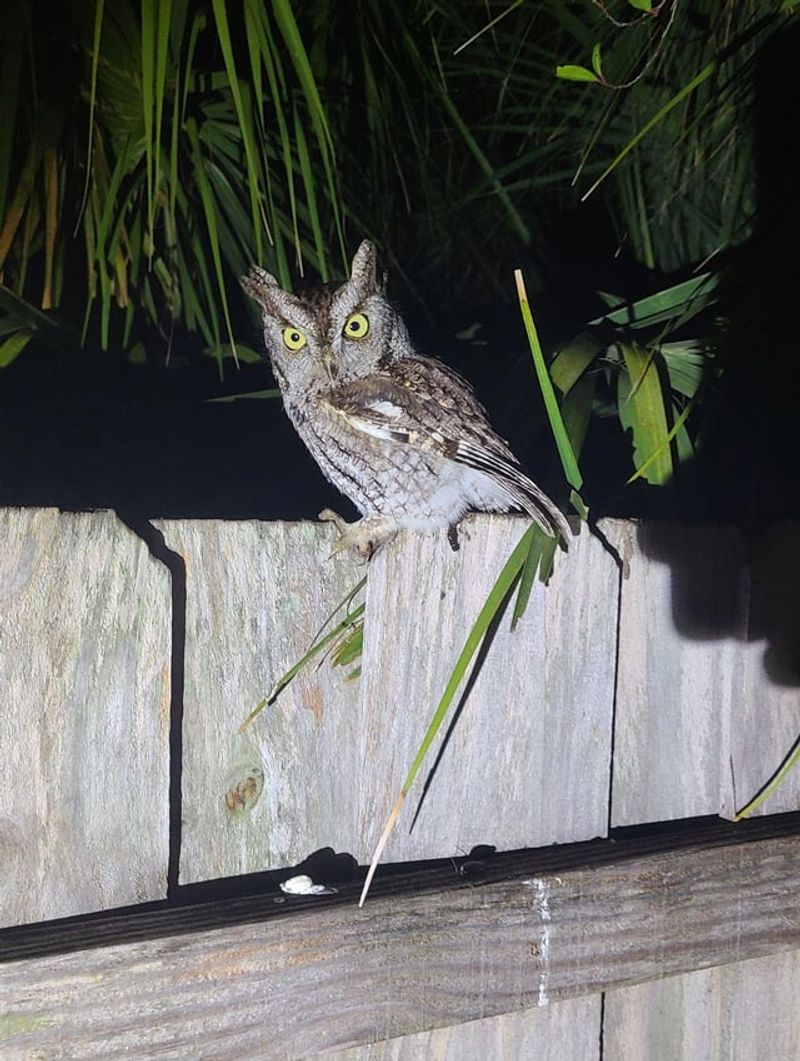 Wooded Backyards Give Screech Owls The Habitat They Need Wooded Backyards Give Screech Owls The Habitat They Need