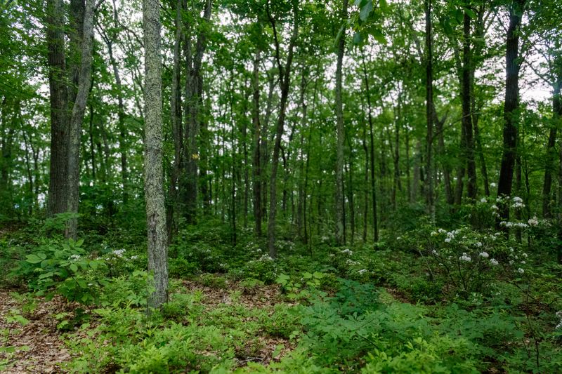 Wooded Lots Are Shrinking And Wildlife Is Shifting Over Wooded Lots Are Shrinking And Wildlife Is Shifting Over