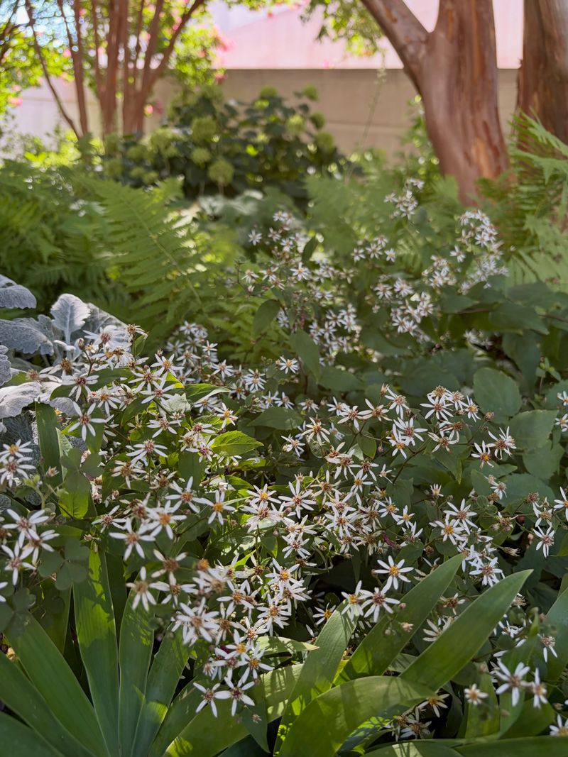 Woodland Aster