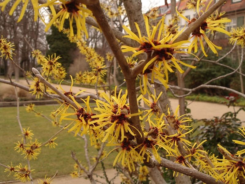 Woodland Conditions Suit This Native Shrub Naturally Woodland Conditions Suit This Native Shrub Naturally